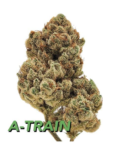 A-Train • Flower • 3.5g - urbanXtracts | Treehouse Cannabis