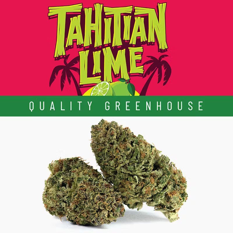 Tahitian Lime • 3.5g - Cookies - FLOWER - Rockland County Weed Delivery | Treehouse Cannabis