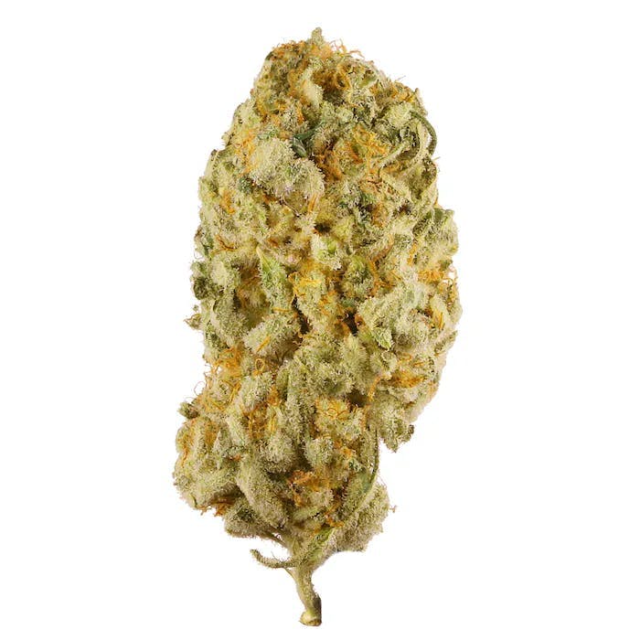 Jack Herer • 3.5g - Platinum Reserve - FLOWER - Rockland County Weed Delivery | Treehouse Cannabis